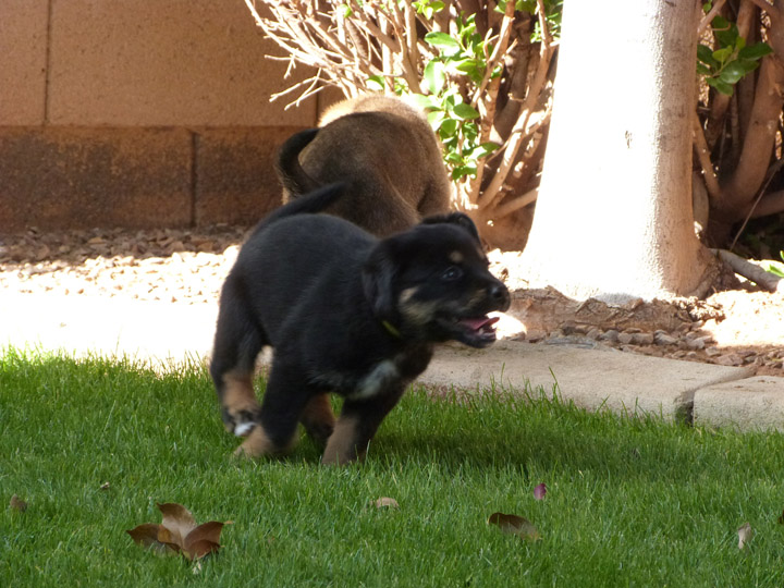 chinook dog